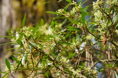 Tasmannia lanceolata