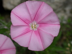 Convolvulus cantabrica