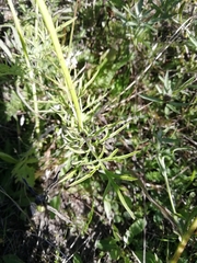 Dipsacoideae