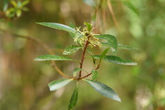 Tasmannia lanceolata
