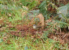 Sericornis frontalis