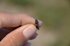 Platydracus stercorarius