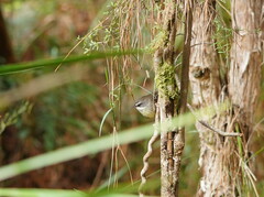 Sericornis frontalis