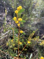 Acacia buxifolia