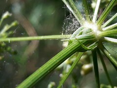 Peucedanum cervaria