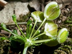 Peucedanum cervaria