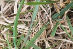 Omocestus viridulus
