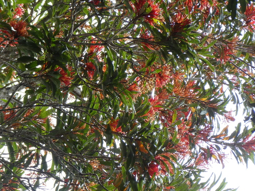 Red silky oak (Alloxylon flammeum)