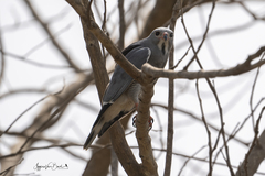 Kaupifalco monogrammicus