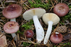 Russula caerulea