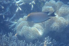 Ctenochaetus striatus