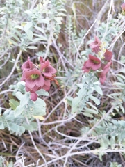 Salvia aurea