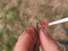 Chorthippus dorsatus