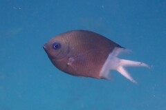 Acanthochromis polyacanthus