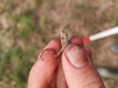 Chorthippus dorsatus