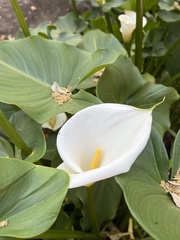 Zantedeschia