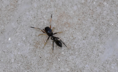 Leptorchestes berolinensis