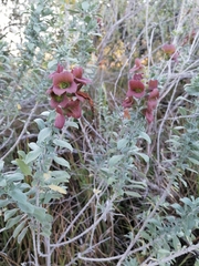 Salvia aurea