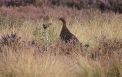 Lagopus lagopus scotica