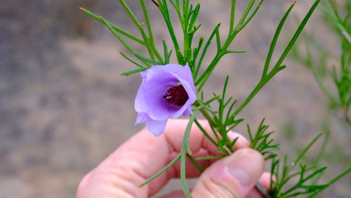 Image of Alyogyne hakeifolia by (c) Peter Crowcroft, some rights reserved (CC BY)