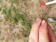 Chorthippus dorsatus