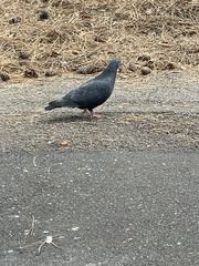 Columba livia domestica