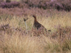 Lagopus lagopus scotica