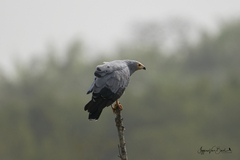 Polyboroides typus