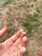 Chorthippus dorsatus