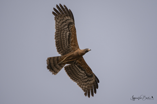 African Harrier-Hawk