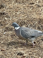 Columba palumbus