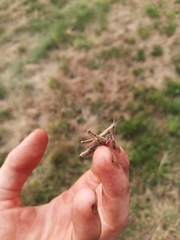 Chorthippus dorsatus