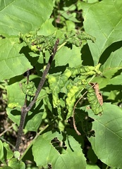 Prociphilus fraxinifolii