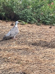 Columba palumbus