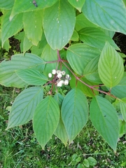 Cornus alba