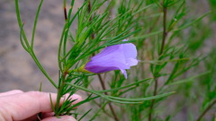 Alyogyne hakeifolia