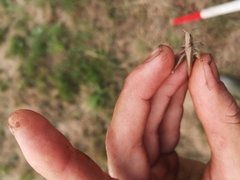 Chorthippus dorsatus