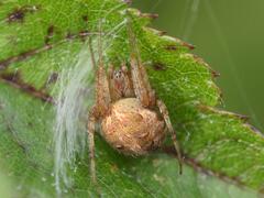 Neoscona arabesca