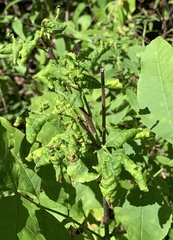 Prociphilus fraxinifolii