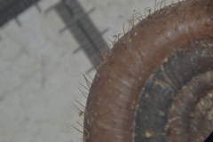 Helicodonta obvoluta