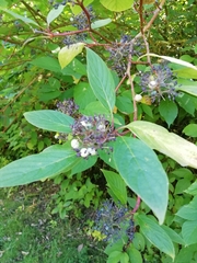 Cornus alba