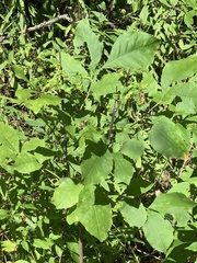 Prociphilus fraxinifolii