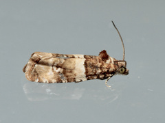 Lobesia artemisiana
