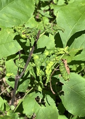 Prociphilus fraxinifolii