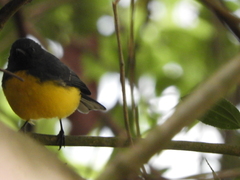 Myioborus miniatus