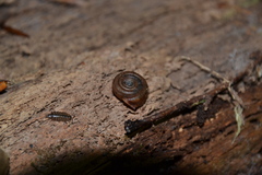 Helicodonta obvoluta