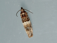 Lobesia artemisiana