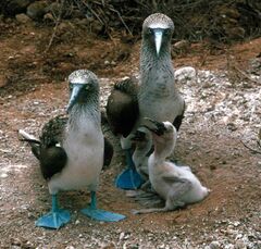 Sula nebouxii excisa