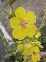 Verbascum sinuatum