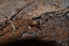 Helicodonta obvoluta